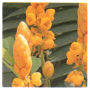 LCN SPA Hydro & Balance Active Ingredient: DN-AGE Active Ingredient from the Mayten Tree (Cassia Alata Leaf Extract)