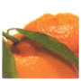 LCN SPA Hydro & Balance Active Ingredient: Japanese Mandarin Orange