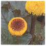 LCN SPA Hydro & Balance Active Ingredient: Paracress